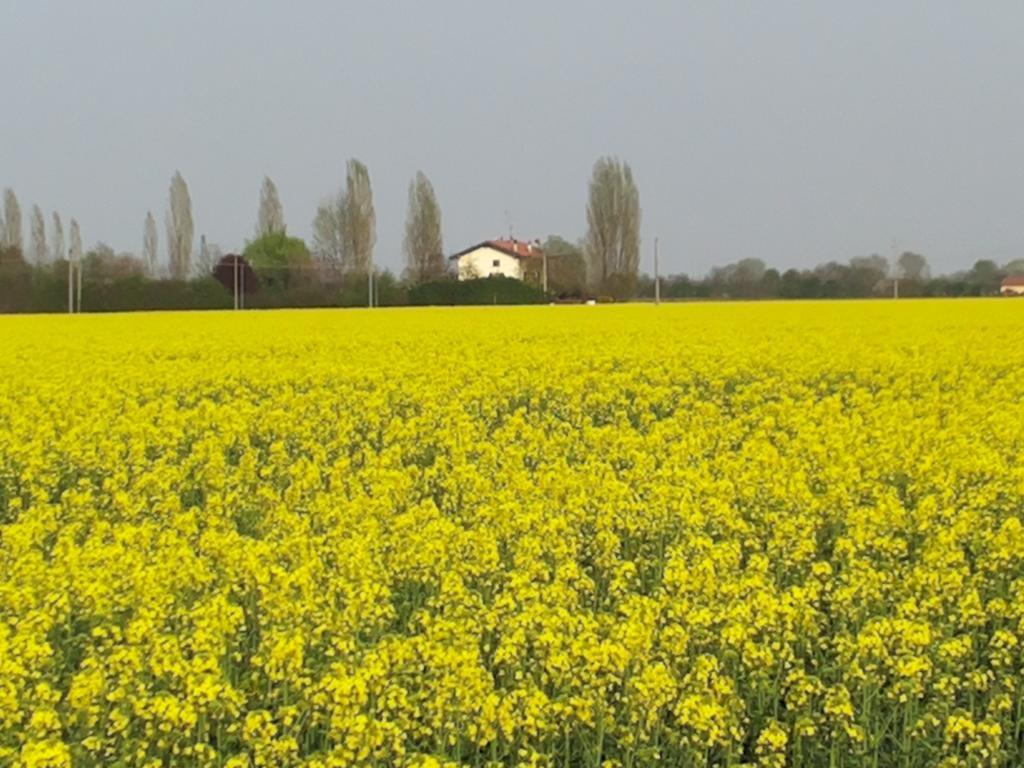 Bed and Breakfast I Pioppi Cipressini Crevalcore Esterno foto